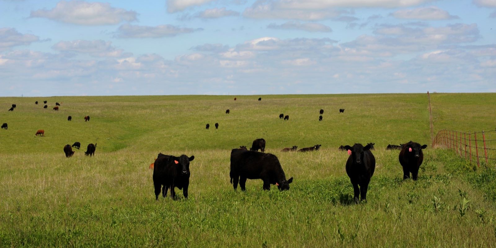 Cattle grazing in a green pasture.